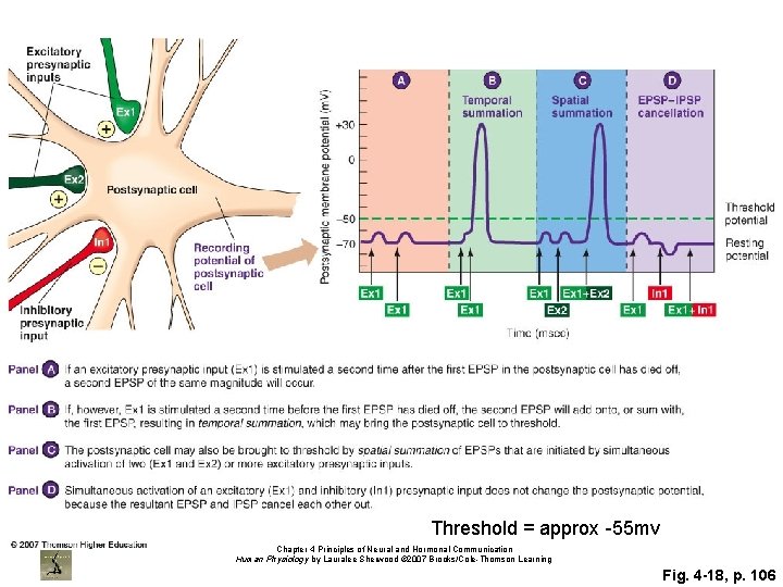 Threshold = approx -55 mv Chapter 4 Principles of Neural and Hormonal Communication Human