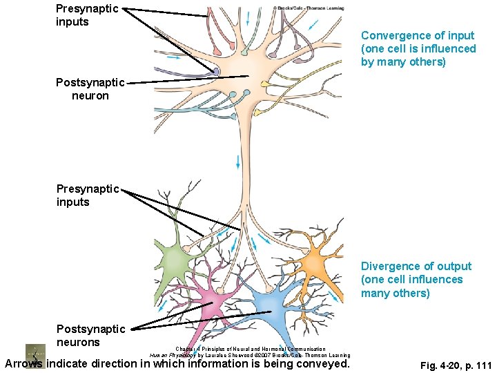 Presynaptic inputs Convergence of input (one cell is influenced by many others) Postsynaptic neuron