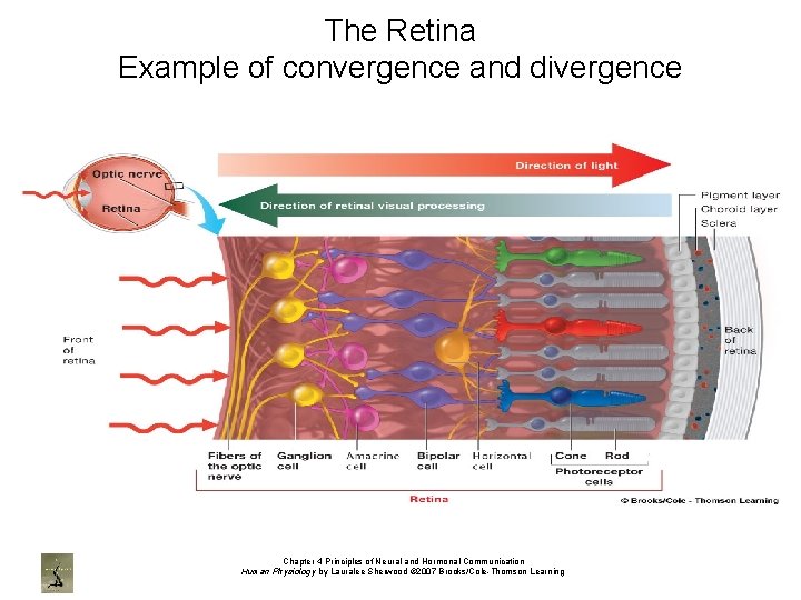 The Retina Example of convergence and divergence Chapter 4 Principles of Neural and Hormonal