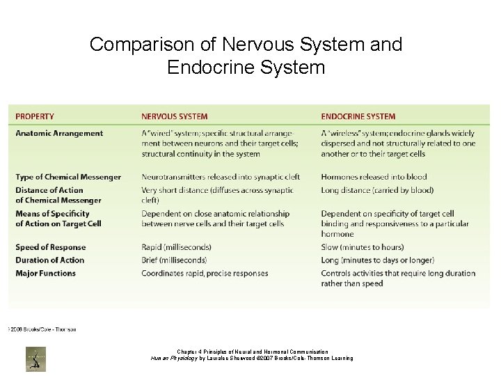 Comparison of Nervous System and Endocrine System Chapter 4 Principles of Neural and Hormonal