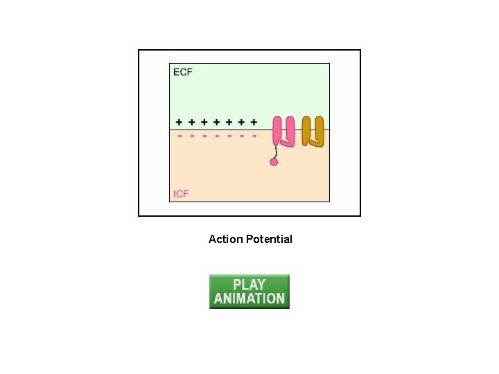 Action Potential 