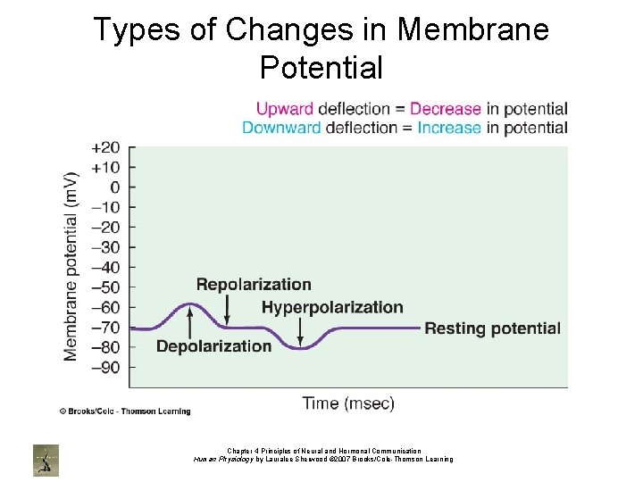 Types of Changes in Membrane Potential Chapter 4 Principles of Neural and Hormonal Communication