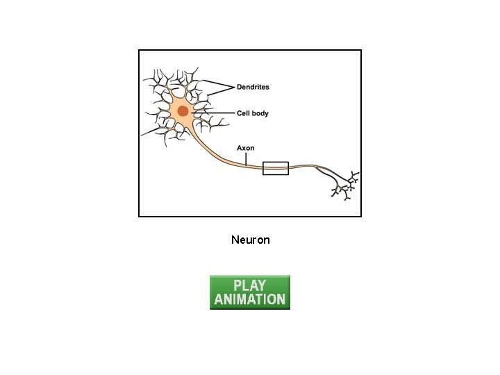 Neuron 