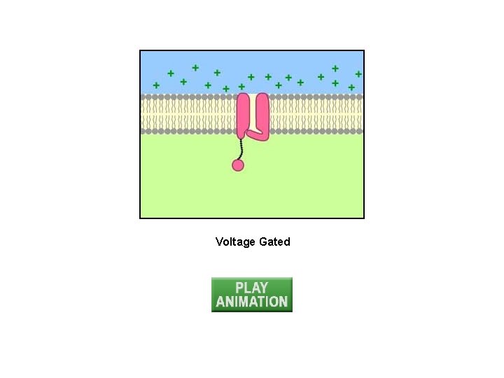 Voltage Gated 