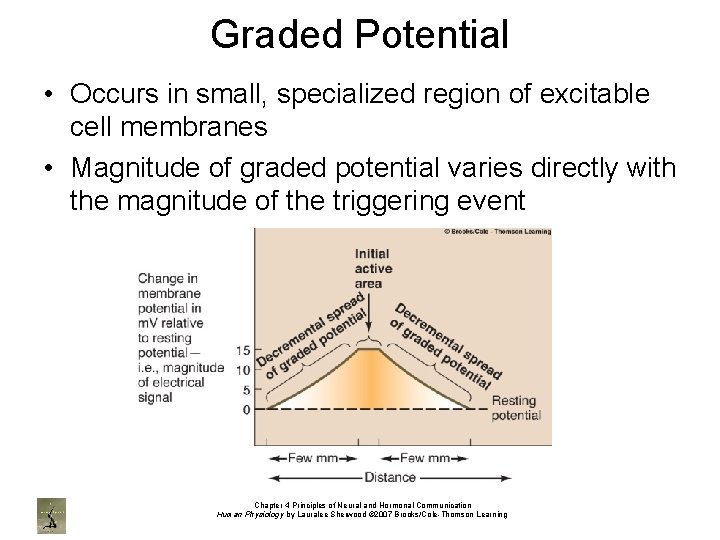 Graded Potential • Occurs in small, specialized region of excitable cell membranes • Magnitude