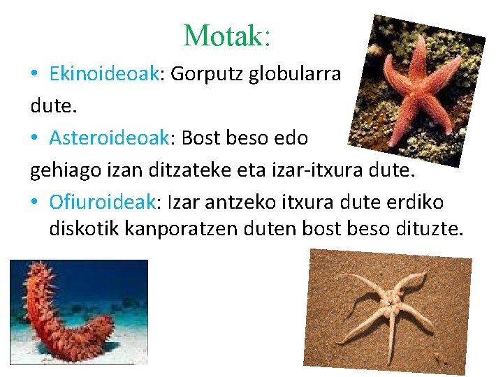 Motak: • Ekinoideoak: Gorputz globularra dute. • Asteroideoak: Bost beso edo gehiago izan ditzateke