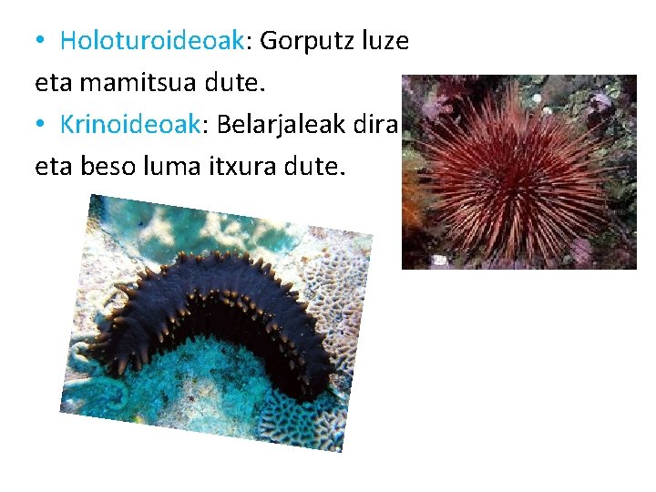  • Holoturoideoak: Gorputz luze eta mamitsua dute. • Krinoideoak: Belarjaleak dira eta beso