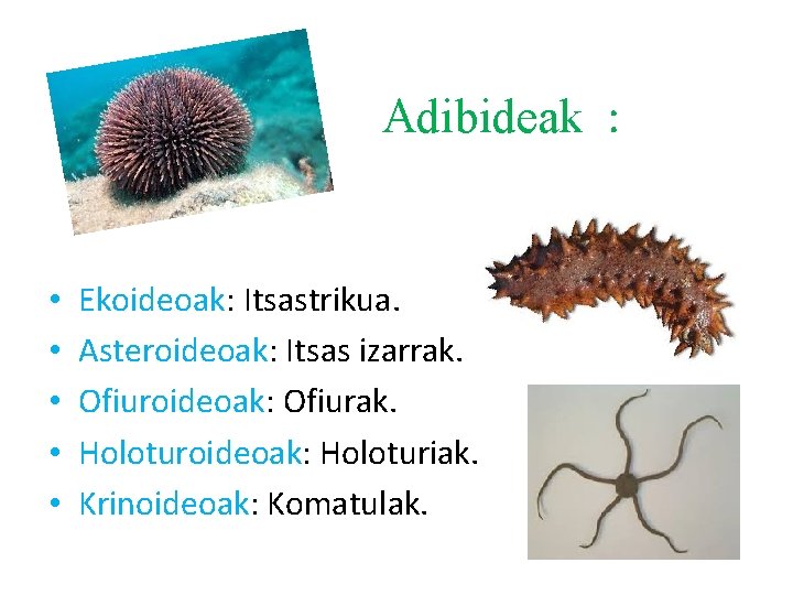 Adibideak : • • • Ekoideoak: Itsastrikua. Asteroideoak: Itsas izarrak. Ofiuroideoak: Ofiurak. Holoturoideoak: Holoturiak.