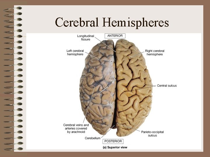 Cerebral Hemispheres • Cerebrum consists of two cerebral hemispheres Cerebral Hemispheres • Cerebrum consists of two cerebral hemispheres