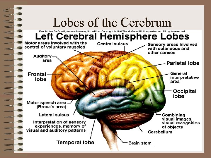 Lobes of the Cerebrum Lobes of the Cerebrum