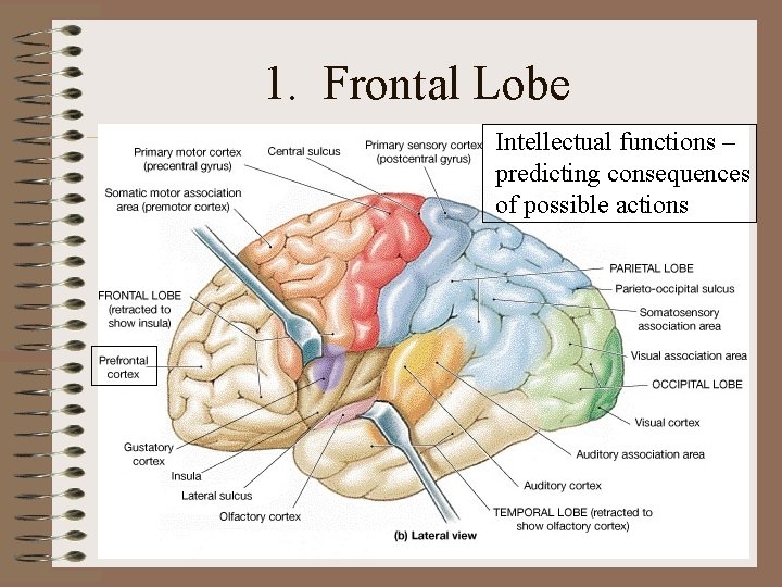 1. Frontal Lobe Intellectual functions – predicting consequences of possible actions 1. Frontal Lobe Intellectual functions – predicting consequences of possible actions