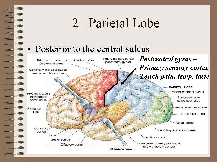 2. Parietal Lobe • Posterior to the central sulcus Postcentral gyrus – Primary sensory 2. Parietal Lobe • Posterior to the central sulcus Postcentral gyrus – Primary sensory