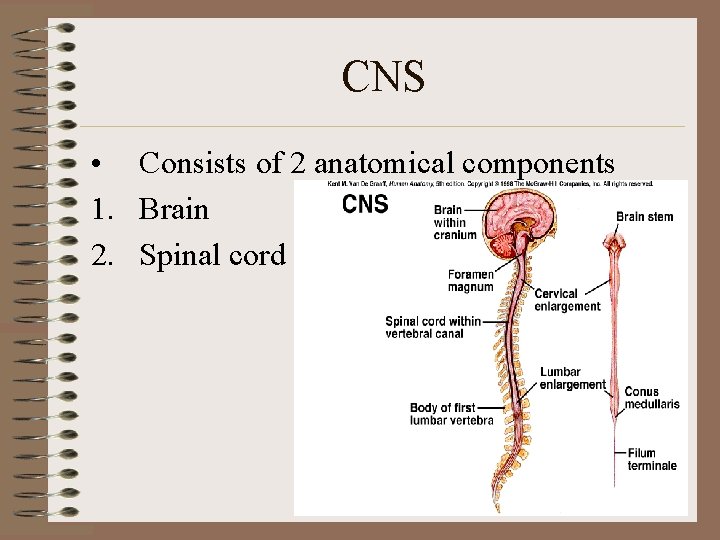 CNS • Consists of 2 anatomical components 1. Brain 2. Spinal cord CNS • Consists of 2 anatomical components 1. Brain 2. Spinal cord