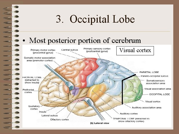 3. Occipital Lobe • Most posterior portion of cerebrum Visual cortex 3. Occipital Lobe • Most posterior portion of cerebrum Visual cortex