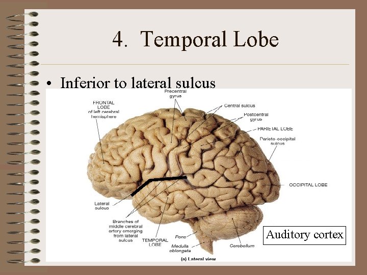 4. Temporal Lobe • Inferior to lateral sulcus Auditory cortex 4. Temporal Lobe • Inferior to lateral sulcus Auditory cortex