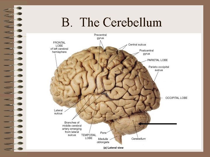 B. The Cerebellum B. The Cerebellum