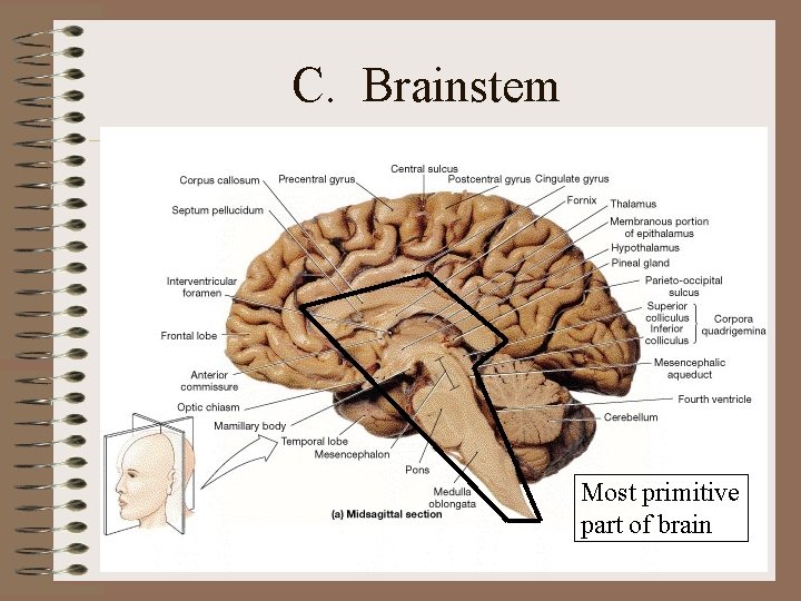 C. Brainstem Most primitive part of brain C. Brainstem Most primitive part of brain