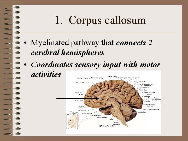 1. Corpus callosum • Myelinated pathway that connects 2 cerebral hemispheres • Coordinates sensory 1. Corpus callosum • Myelinated pathway that connects 2 cerebral hemispheres • Coordinates sensory
