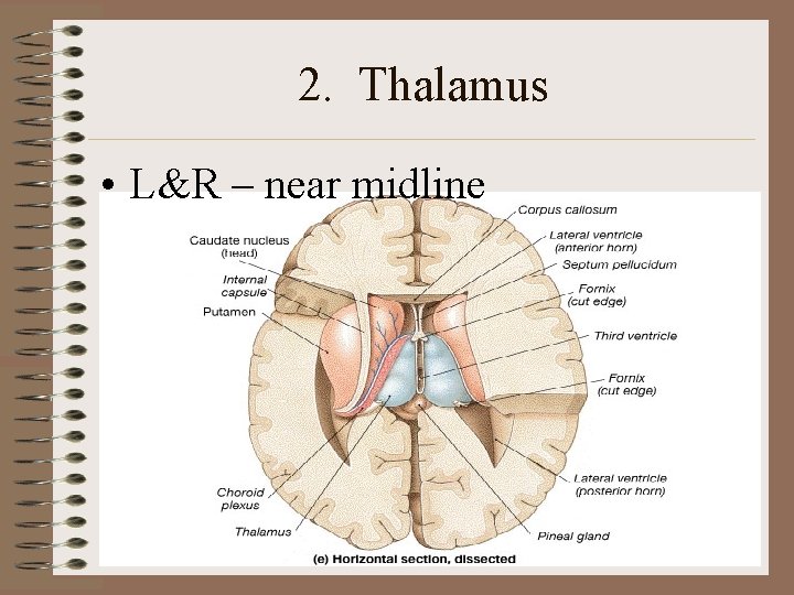 2. Thalamus • L&R – near midline 2. Thalamus • L&R – near midline