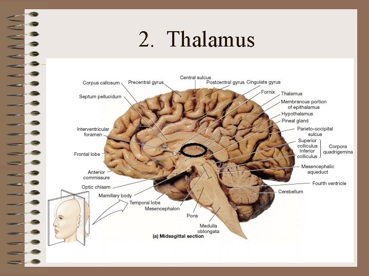 2. Thalamus 2. Thalamus