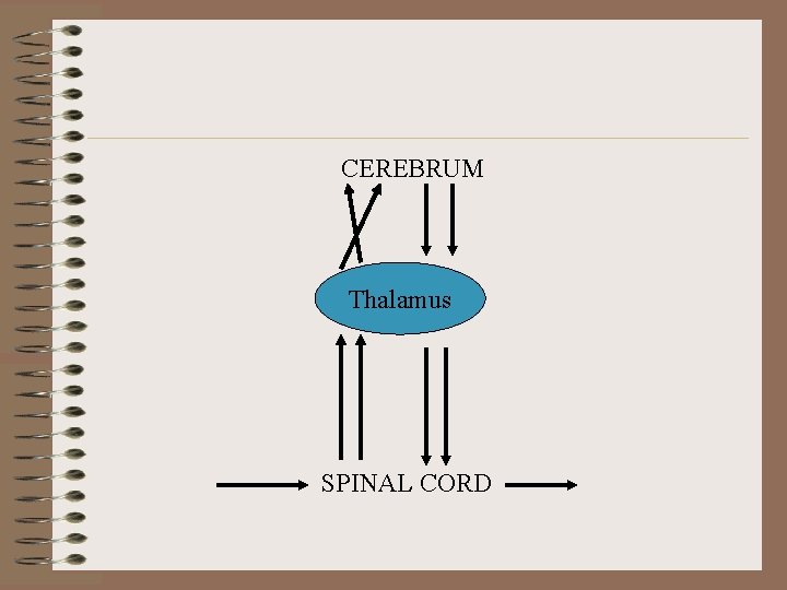 CEREBRUM Thalamus SPINAL CORD CEREBRUM Thalamus SPINAL CORD
