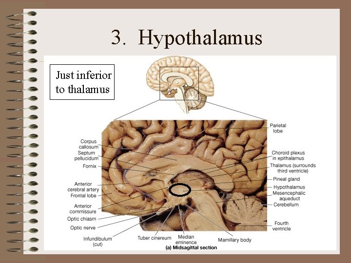 3. Hypothalamus Just inferior to thalamus 3. Hypothalamus Just inferior to thalamus