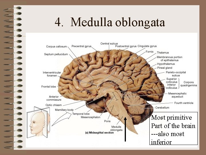 4. Medulla oblongata Most primitive Part of the brain ---also most inferior 4. Medulla oblongata Most primitive Part of the brain ---also most inferior