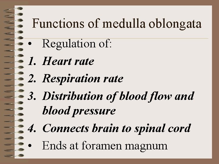 Functions of medulla oblongata • 1. 2. 3. Regulation of: Heart rate Respiration rate Functions of medulla oblongata • 1. 2. 3. Regulation of: Heart rate Respiration rate