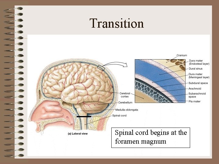 Transition Spinal cord begins at the foramen magnum Transition Spinal cord begins at the foramen magnum