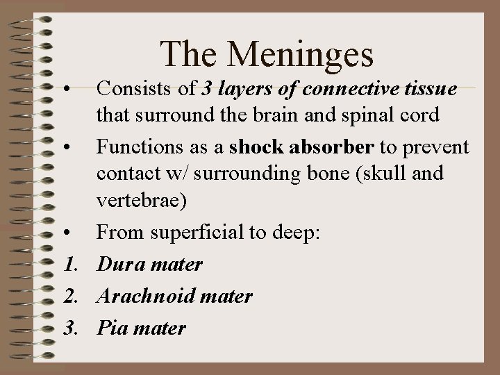 The Meninges • Consists of 3 layers of connective tissue that surround the brain The Meninges • Consists of 3 layers of connective tissue that surround the brain