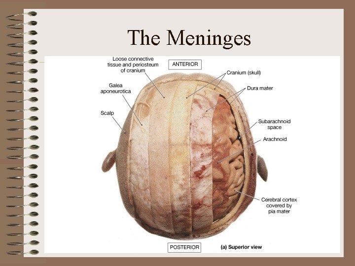 The Meninges The Meninges