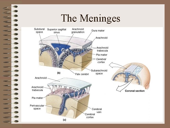 The Meninges The Meninges