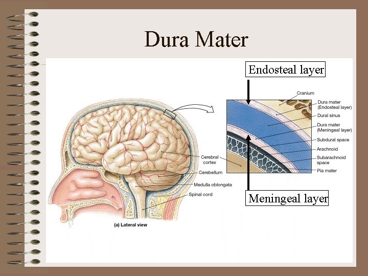 Dura Mater Endosteal layer Meningeal layer Dura Mater Endosteal layer Meningeal layer