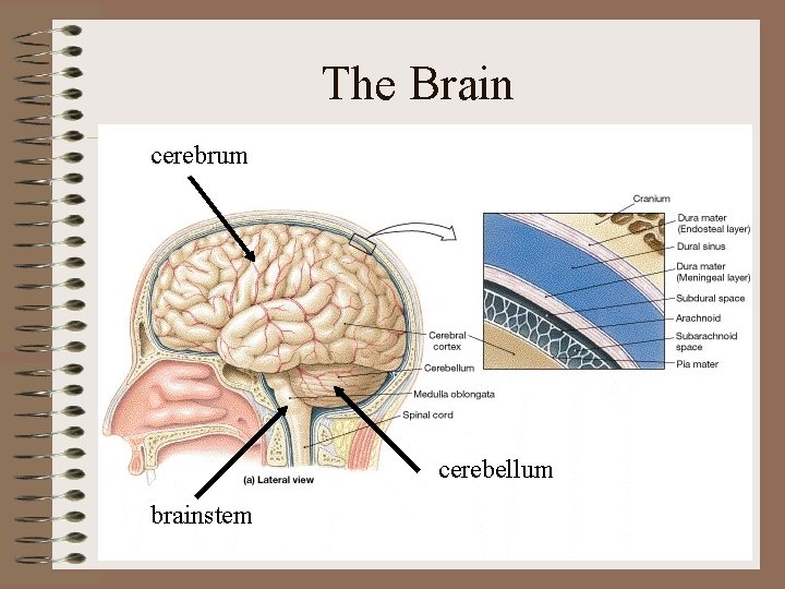 The Brain cerebrum cerebellum brainstem The Brain cerebrum cerebellum brainstem