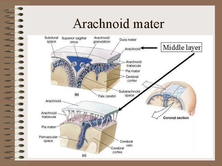 Arachnoid mater Middle layer Arachnoid mater Middle layer