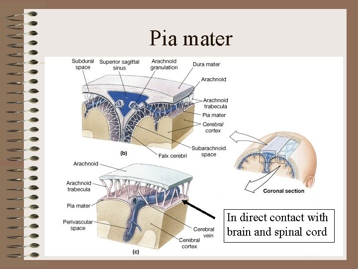 Pia mater In direct contact with brain and spinal cord Pia mater In direct contact with brain and spinal cord