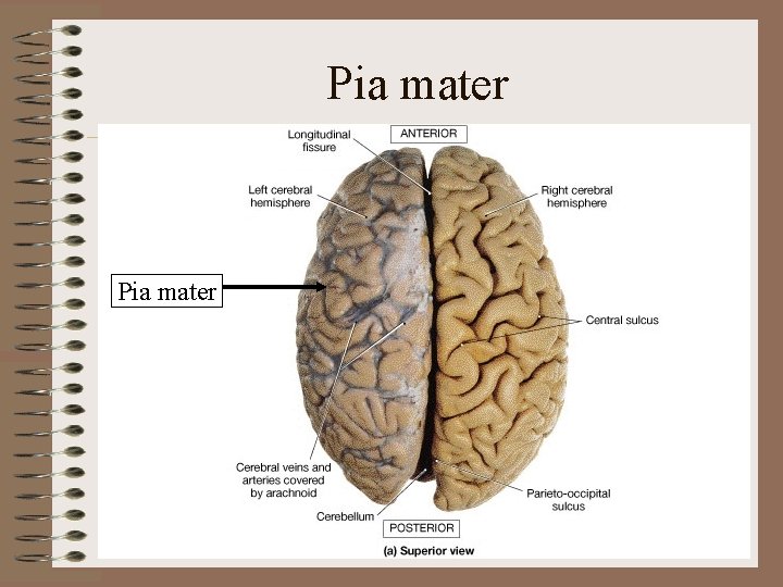 Pia mater Pia mater