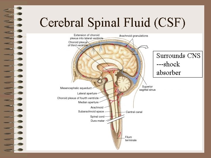 Cerebral Spinal Fluid (CSF) Surrounds CNS ---shock absorber Cerebral Spinal Fluid (CSF) Surrounds CNS ---shock absorber