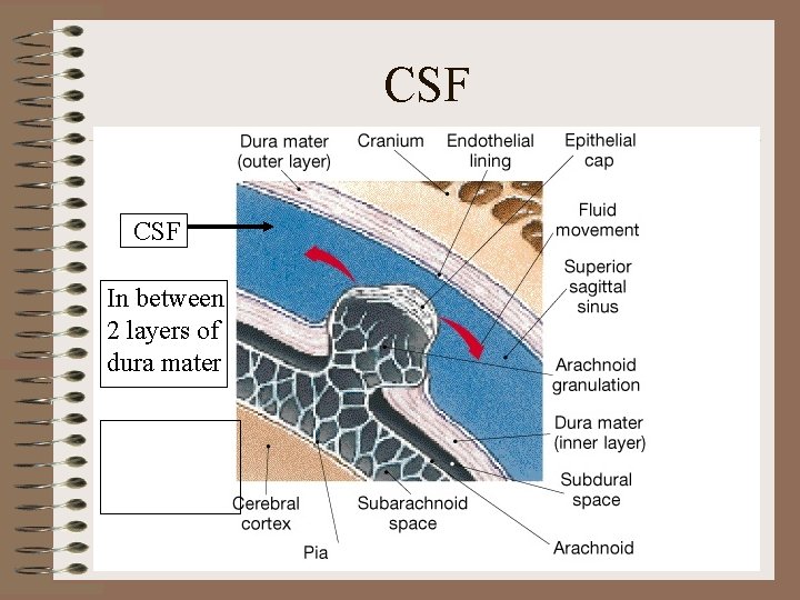 CSF In between 2 layers of dura mater CSF In between 2 layers of dura mater