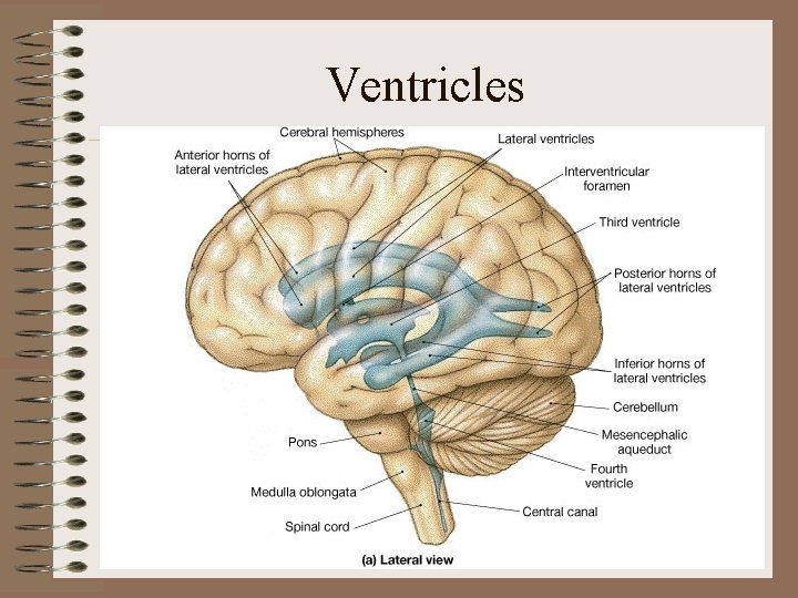 Ventricles Ventricles