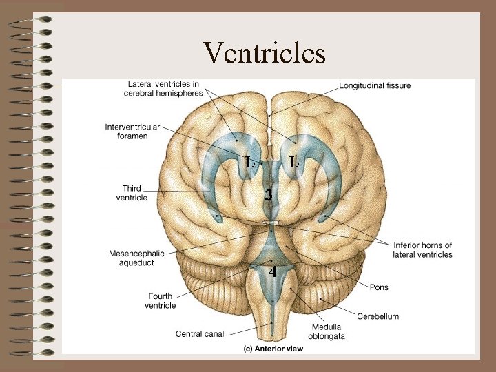 Ventricles L L 3 4 Ventricles L L 3 4