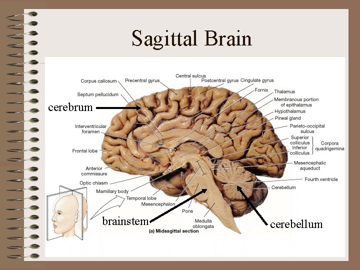 Sagittal Brain cerebrum brainstem cerebellum Sagittal Brain cerebrum brainstem cerebellum