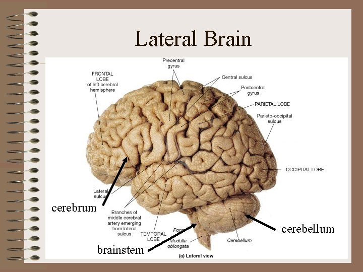 Lateral Brain cerebrum cerebellum brainstem Lateral Brain cerebrum cerebellum brainstem