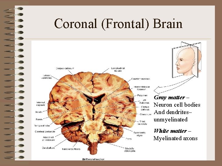 Coronal (Frontal) Brain Gray matter – Neuron cell bodies And dendrites– unmyelinated White matter Coronal (Frontal) Brain Gray matter – Neuron cell bodies And dendrites– unmyelinated White matter