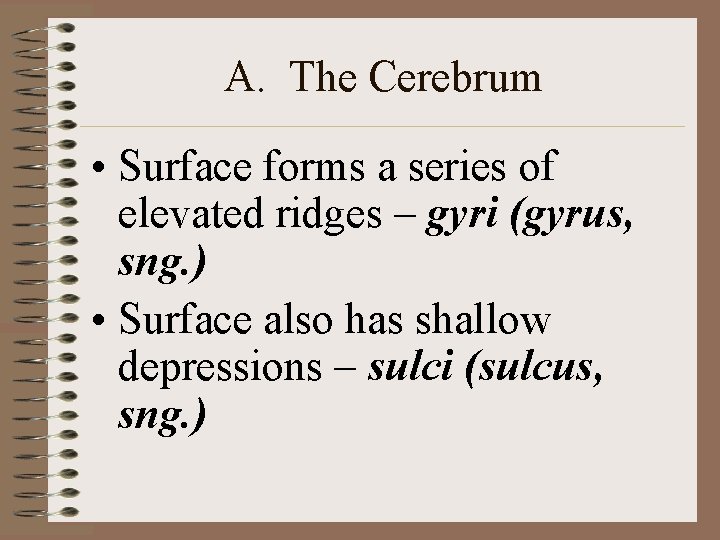 A. The Cerebrum • Surface forms a series of elevated ridges – gyri (gyrus, A. The Cerebrum • Surface forms a series of elevated ridges – gyri (gyrus,