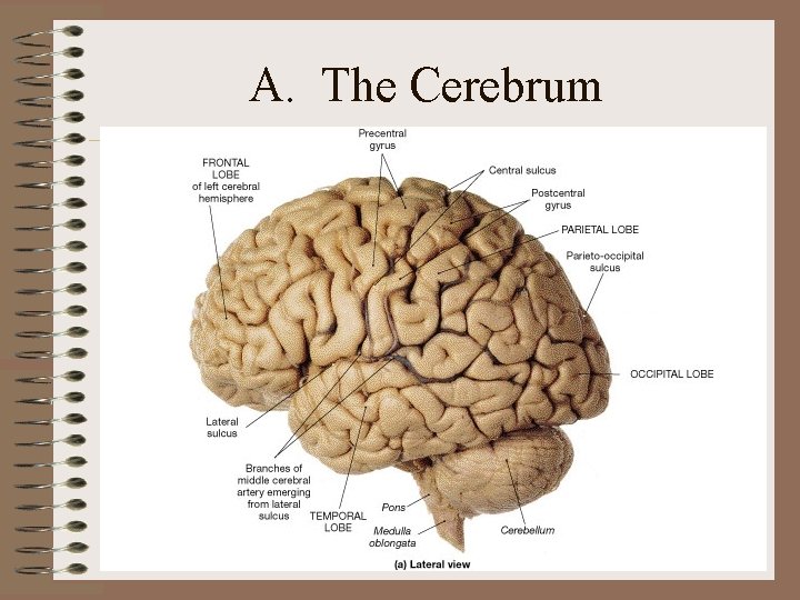 A. The Cerebrum A. The Cerebrum