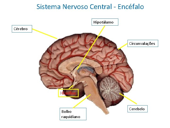 Sistema Nervoso Central - Encéfalo Hipotálamo Cérebro Circunvalações Hipófise Bolbo raquidiano Cerebelo 