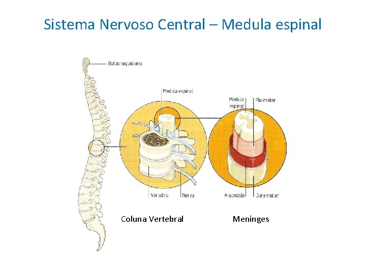 Sistema Nervoso Central – Medula espinal Coluna Vertebral Meninges 