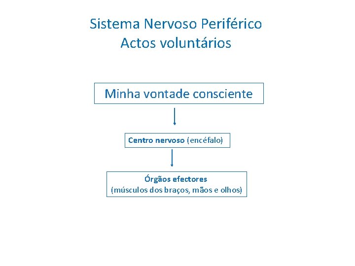 Sistema Nervoso Periférico Actos voluntários Minha vontade consciente Centro nervoso (encéfalo) Órgãos efectores (músculos
