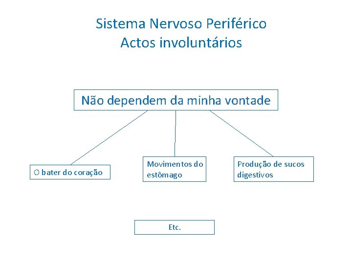 Sistema Nervoso Periférico Actos involuntários Não dependem da minha vontade O bater do coração